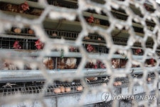 피리다벤 검출 논산 양계 농장