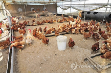 방목형 김제 산란계 농장서도 살충제 검출…인근 논 유입 추정