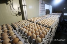 창고에 쌓인 계란