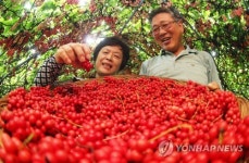 오색 맛 오미자 드셔보세요