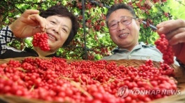 오색 맛 오미자 드셔보세요