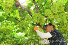 탐스럽게 익은 청포도