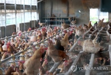 달걀 이어 닭에서도 DDT 검출…경산·영천 산란계 농장(종합)