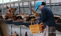달걀 수거하는 농장