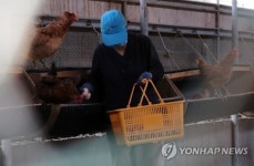 달걀 이어 닭에서도 DDT 검출