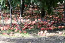추석 차례상 뭘로 차리나…늦장마에 사라진 풍년가(종합)