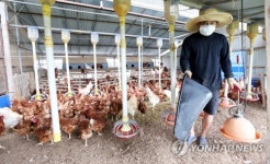 동물복지농장 12곳 밀집…단양 영춘, 계란 청정지대 우뚝