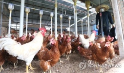 동물복지농장 12곳 밀집…단양 영춘, 계란 청정지대 우뚝