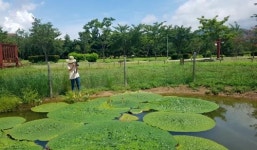 낙동강생태공원 전 구역에 멸종위기종 가시연꽃 복원