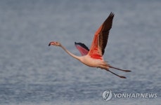 국내 새만금서 첫 포착된 홍학