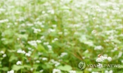 메밀꽃 필 무렵