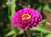 활짝 핀 백일홍