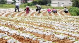 김장배추 심어요