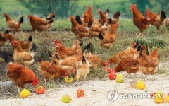 제동목장의 제주재래닭