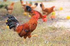 친환경 제동목장의 제주재래닭