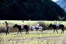 당나귀 타고 가을 마중하러 가요