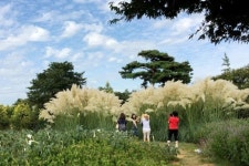 태안 청산수목원서 갈대·수련꽃 향연 팜파스 축제