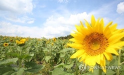 함안군 강주마을 해바라기 활짝
