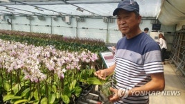 스마트 온실 기술로 키운 호접란
