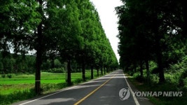 보성 메타세쿼이아 길