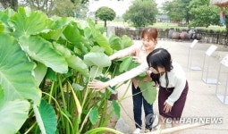 해미읍성에 핀 행운의 토란꽃