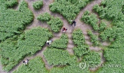 봉평은 축제중