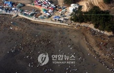 [태안 기름유출 10년] ① 함께 살렸다…희망으로 돌아온 서해