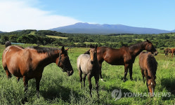 가을이 반가운 한라산의 말들