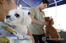 건강검진받는 반려견들