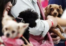 다양한 반려견들