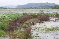 어촌계가 주남저수지 왕버들나무 잘라 환경단체 반발
