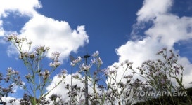 파란 가을 하늘과 가을꽃