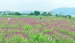 보랏빛 물결 양주서 23∼24일 천일홍 축제