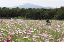 활짝 핀 코스모스와 한라산