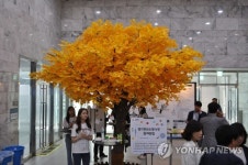 경기 천년 소망나무