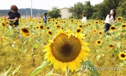 만개한 해바라기