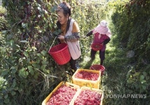 무주 산골 마을 오미자 수확 한창