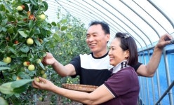 [카메라뉴스] 가을빛 곱게 물든 청양 칠갑산 왕대추