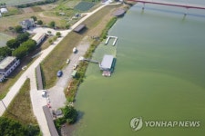 웅포대교 인근 녹조