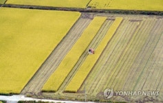 분주한 농촌 들녘의 콤바인