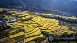 황금빛 물든 구례 다랭이논의 가을 풍경