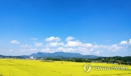 [카메라뉴스] 구미시 고효능 농약으로 벼농사 풍년