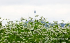 남산타워와 메밀꽃