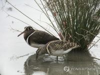 세종시 장남평야에 희귀조류 다수 서식…보호해야