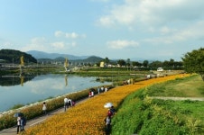 가을꽃 향기 가득한 황룡강으로 장성 노란꽃잔치 13일 개막