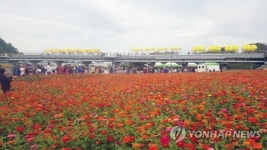 황룡강 따라 활짝 핀 꽃구경해요