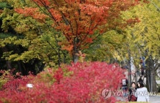 붉은 낭만이 내려앉은 가을 캠퍼스