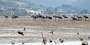 순천만에 나타난 흑두루미