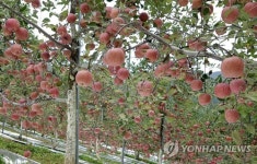 영월사과 출하 시작…내달 초까지 총 2천700t