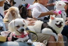 모여라! 멍멍…속초 반려견 문화축제 개최